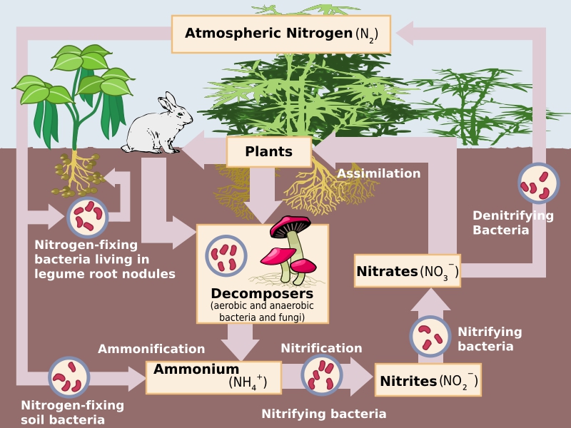 KCS Engineering - Composting and the Nitrogen Cycle
